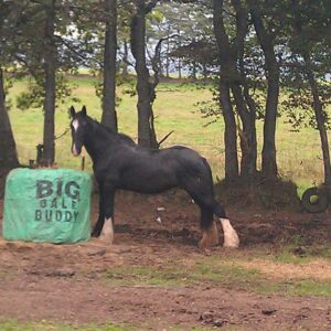 Big Bale Buddy available from Bitless Equestrian