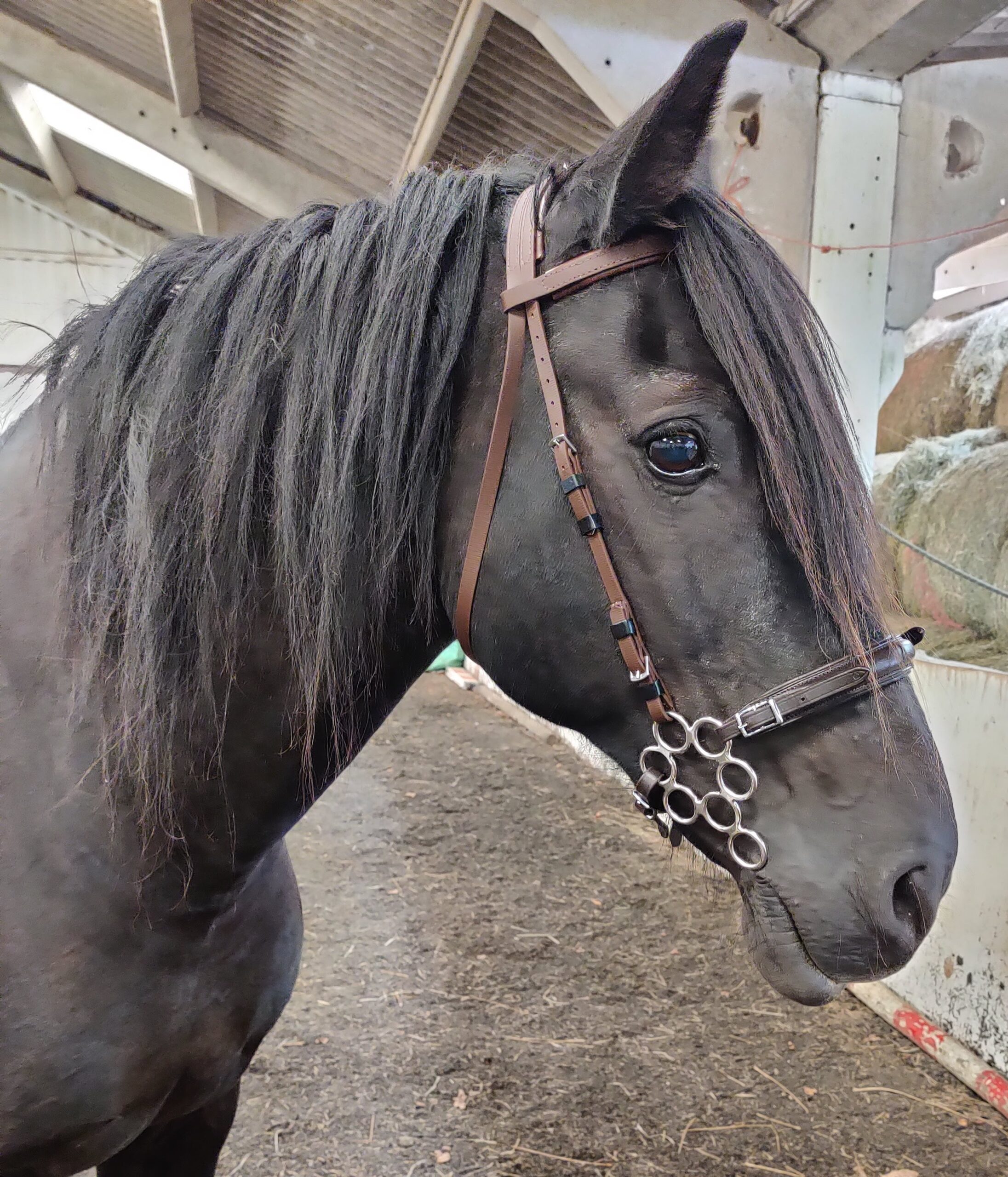 Hari section D cob showing the Calli Rose bitless bridle noseband attachment on Zilco synthetic headstall