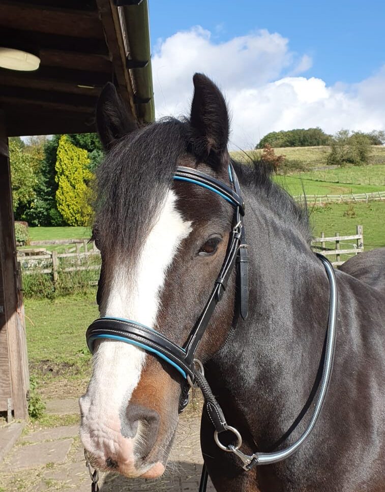 Billy bay cob wearing Deitsji Dr Cook style bitless bridle, cob size black with blue trim and matching non-slip reins