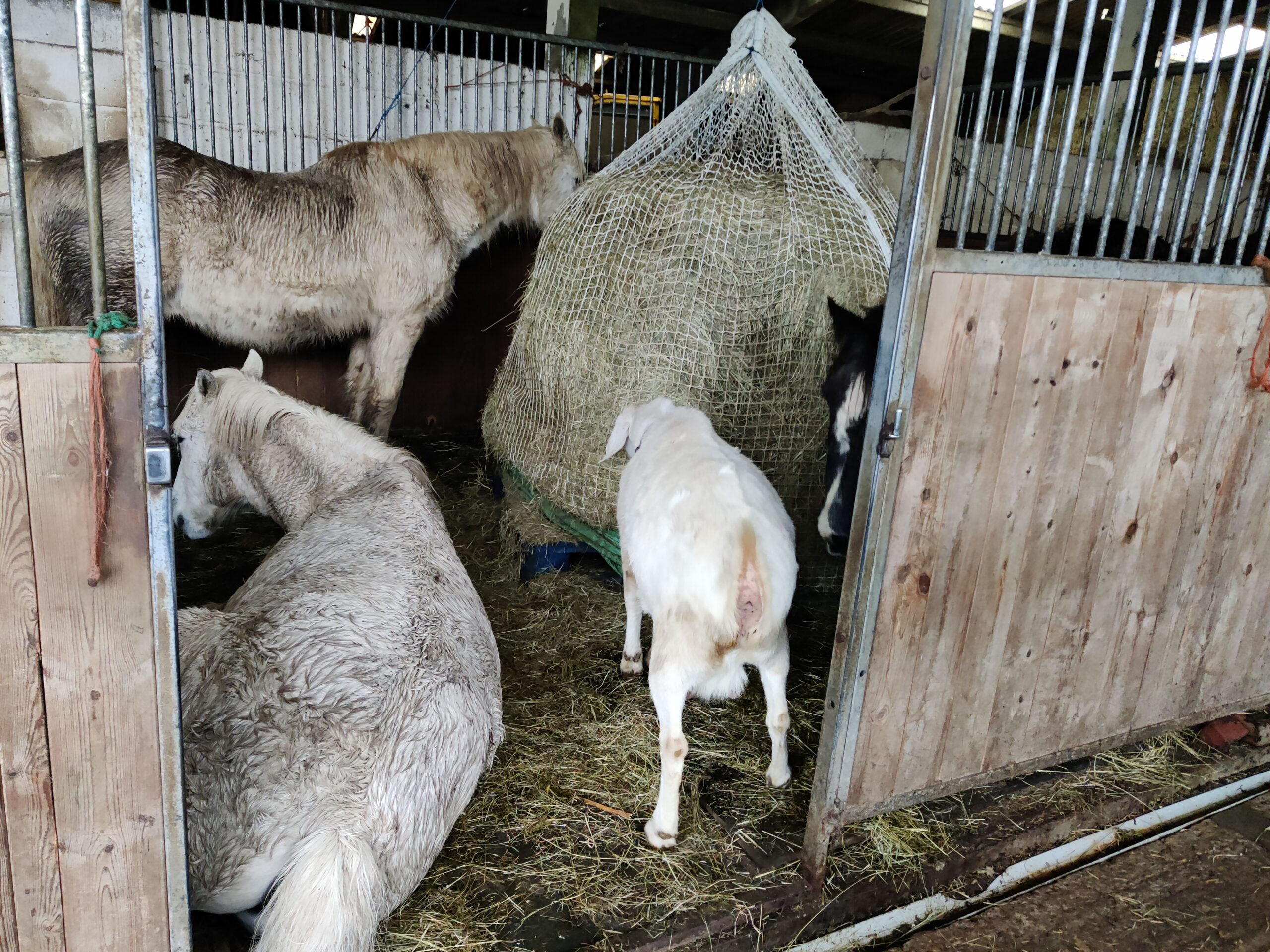 slow bale buddy suspended from the roof; forage for horses & goats