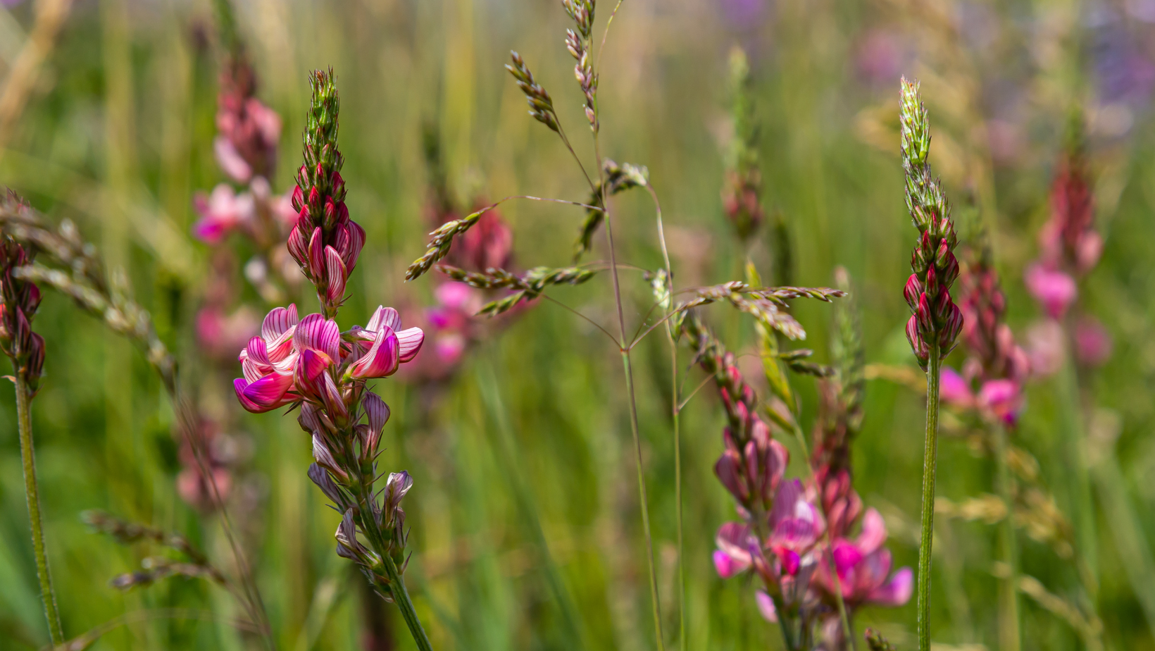 sainfoin plant & flower