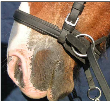 Cashel foam pad in use under noseband of a Dr Cook bitless bridle